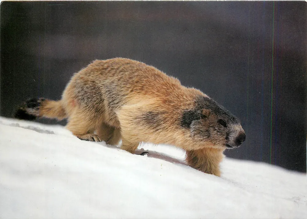 Marmota — Marmota marmota — Druck und Verlag Engadin Press AG, Samedan, n° 5703 - Frente