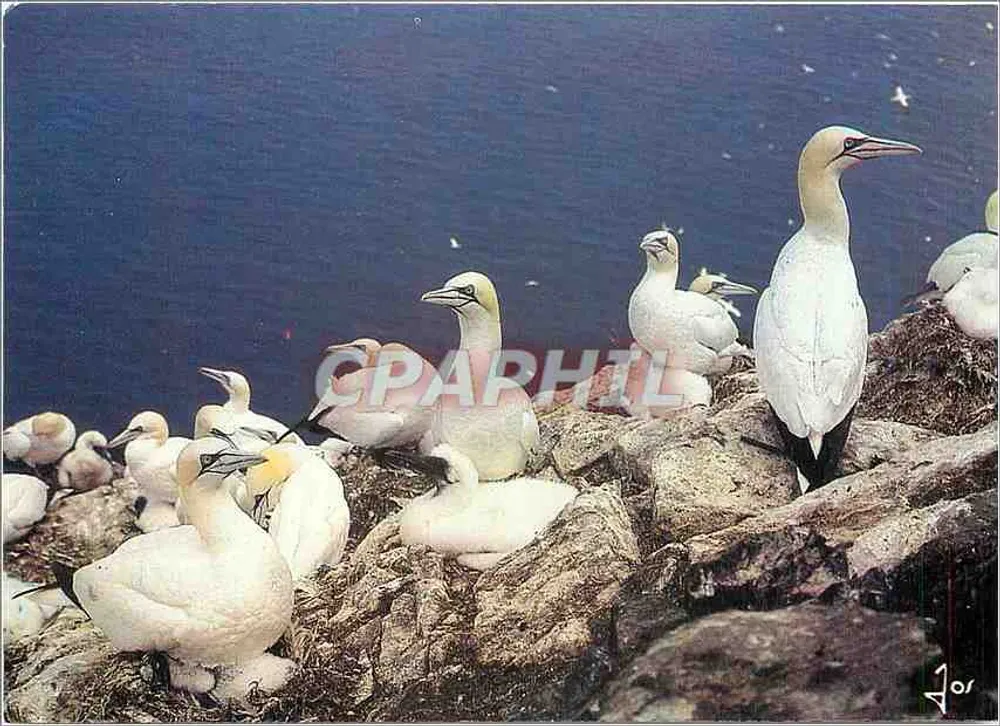 Fous de Bassan — Colonias en rocas — Edición JOS, Le Daoré, Châteaulin - Anverso