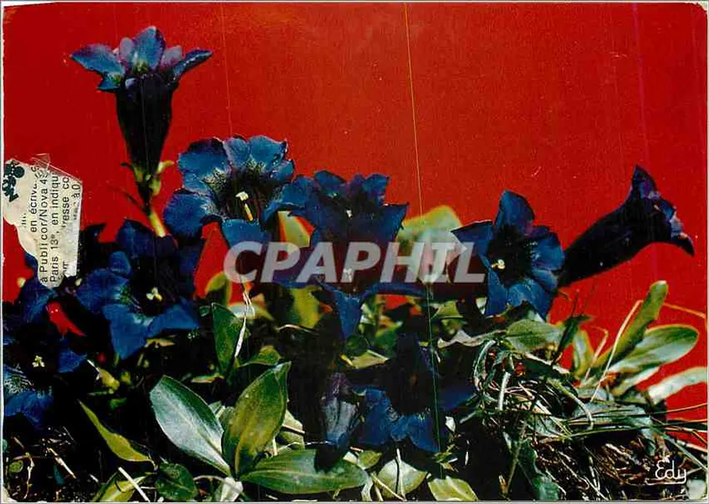 Gentiana Acaulis — Ed. por Edy, n° 2 — Couteurs Edy (Lago) - Frente