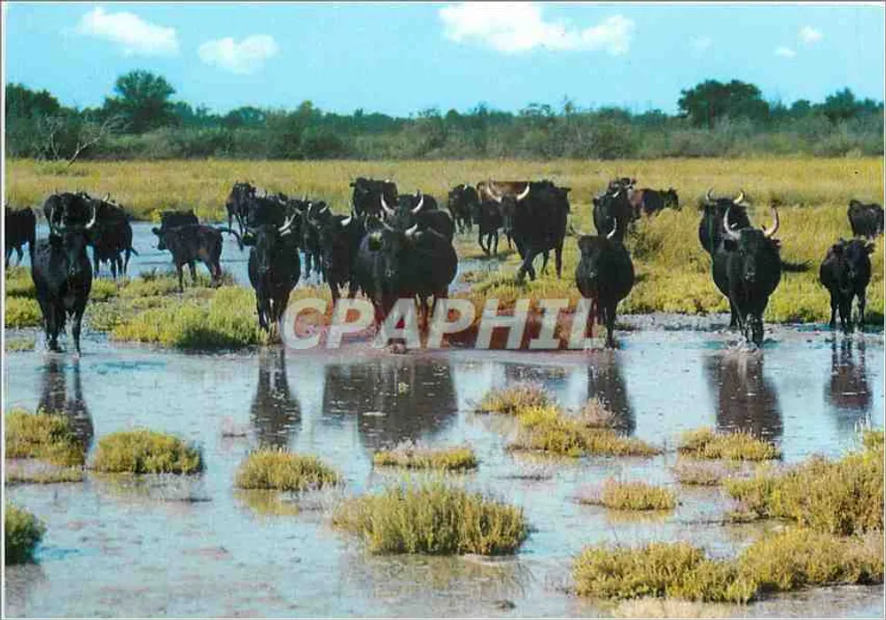 ला कैमार्ग — मानाडे डे टॉरॉक्स — एडिशन्स « मेल्स » - आगे