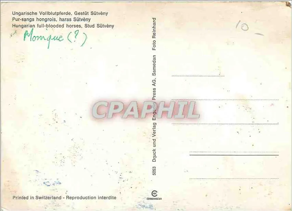 हंगेरियाई पुराने गॉल्डन घोड़े — एकूरी सूटवेनी — फोटो रेइनहार्ड - पीछे