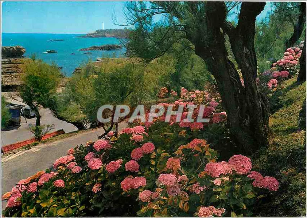 Biarritz (B.P.) — Die Hydrangeen — Im Hintergrund der Leuchtturm — Editions REX - Aven d'Les-Lilas - PAU - Vorderseite