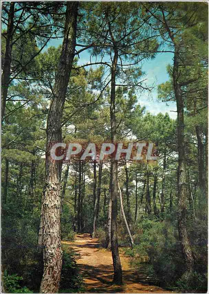 Pine Forest — Atlantic Coast — Printed in France - Front