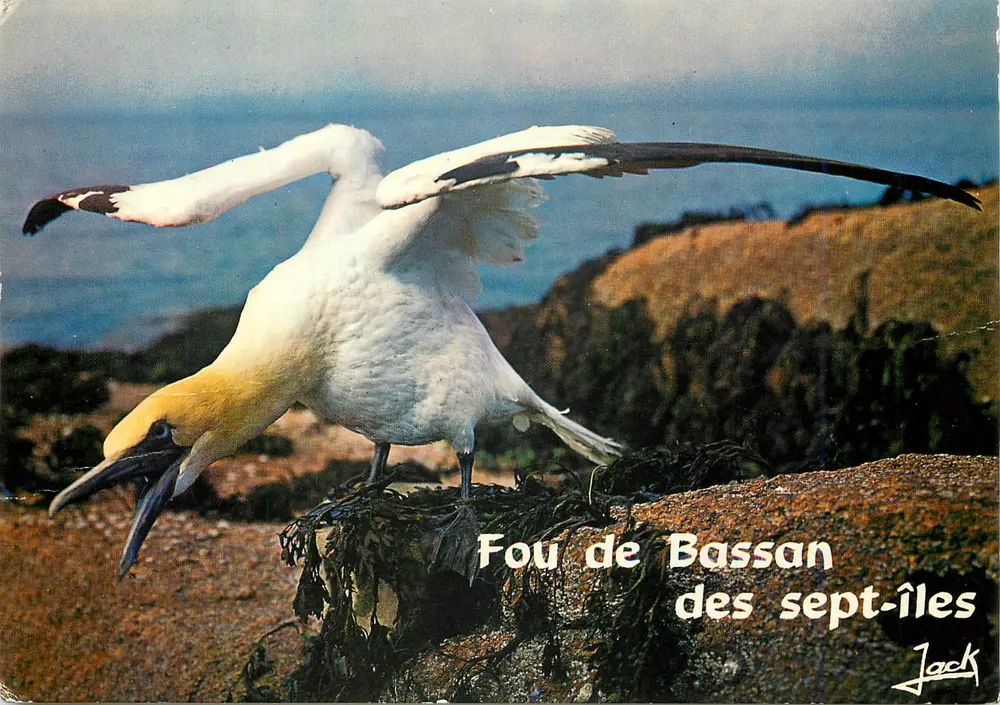 Fou de Bassan der sieben Inseln — Jack — Éditions Brezagne - Vorderseite
