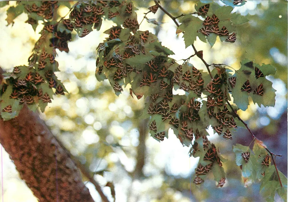 बटरफ्लाई वैली — रोडस — प्रकाशक ट्रिम्बोली S. (इटली) — संख्या 206 - आगे