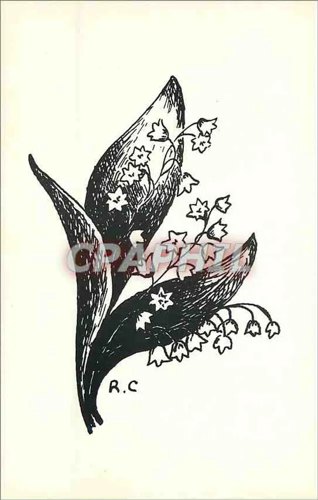 Lírio do vale — ilustração em preto e branco — R.C. - Frente