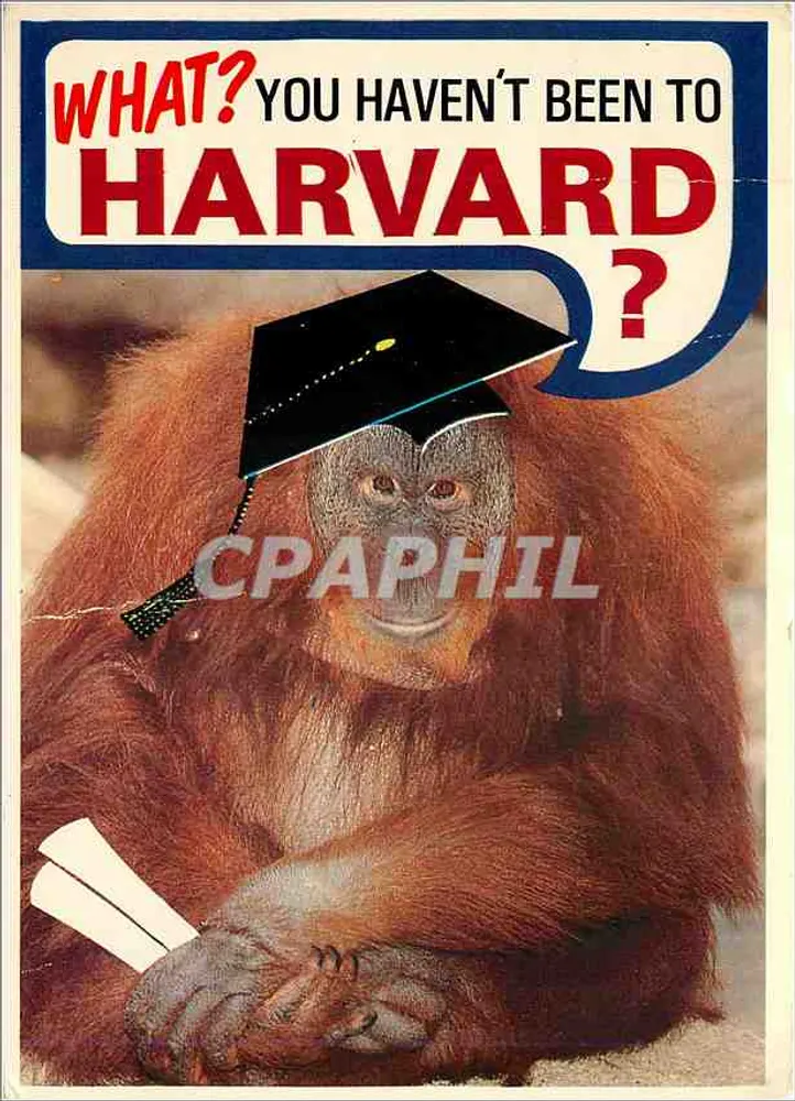 Orangotango com chapéu de formando — Harvard — Arts & Crafts, Boston - Frente
