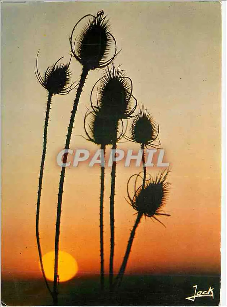 Felderblumen am Sonnenuntergang — Farben der Bretagne — Éditions d'Art de Bretagne, n° 575 - Vorderseite
