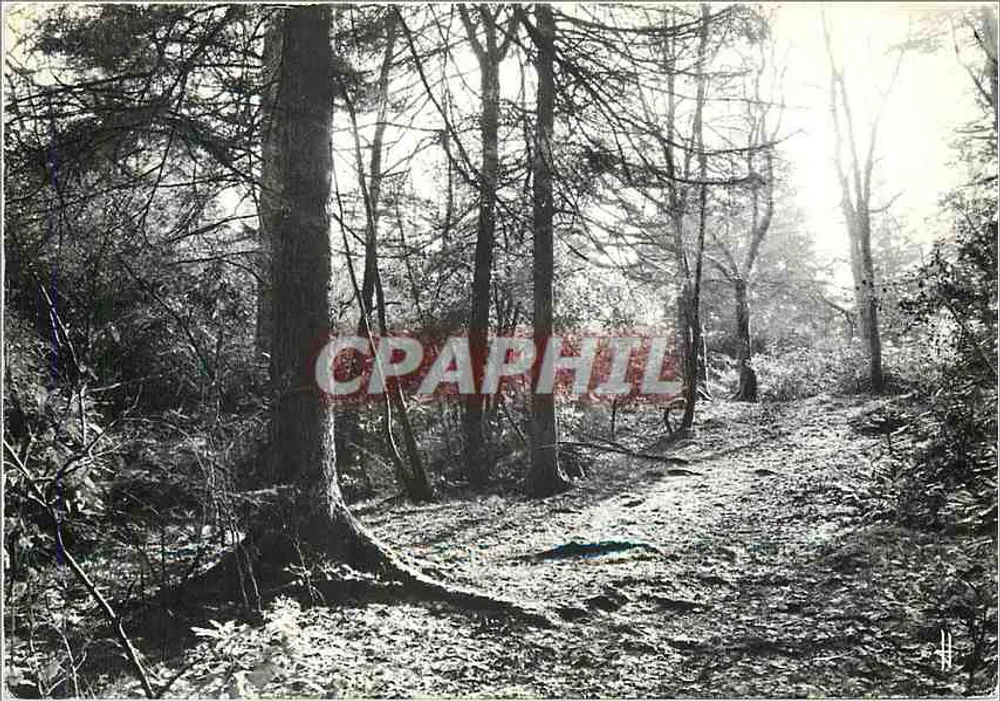 Floresta da Bretanha pitoresca — Subfloresta — Edição A Cegonha, Nantes - Frente