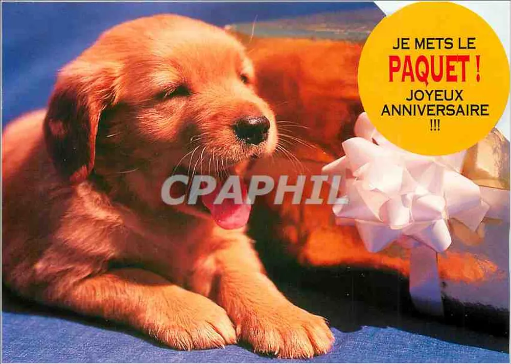 Filhote de Golden Retriever — aniversário — Bubble's Cards n° 341961000442 - Frente