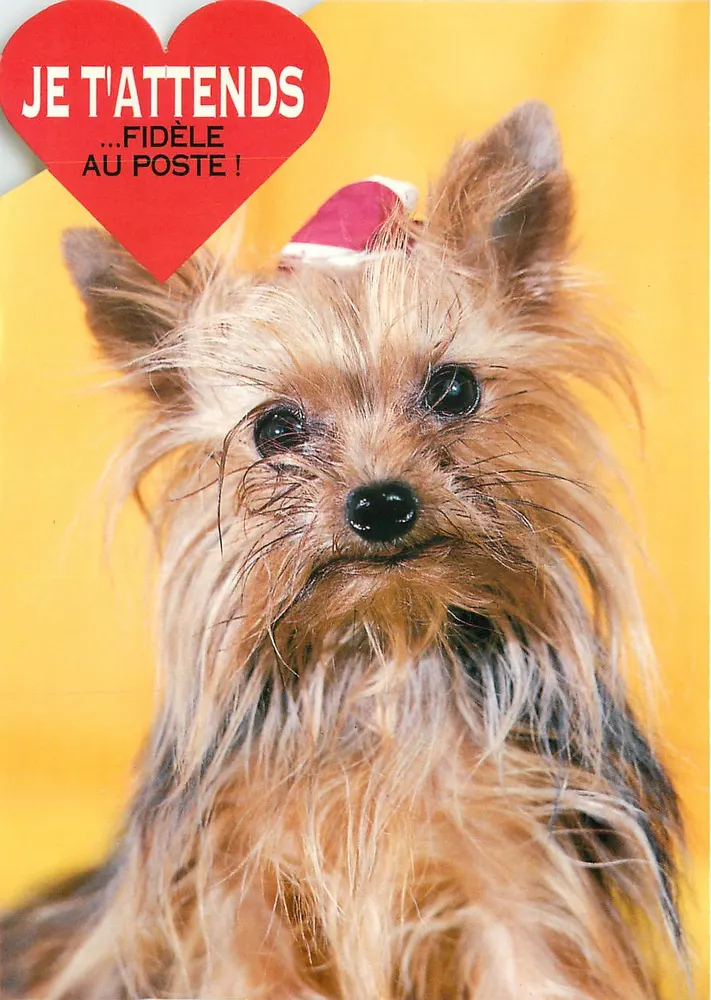 Yorkshire Terrier — cachorro com chapéu de Natal — texto 'TE ESPERO ...FIÉL AO POSTO!', editor COMBIEUR - Frente