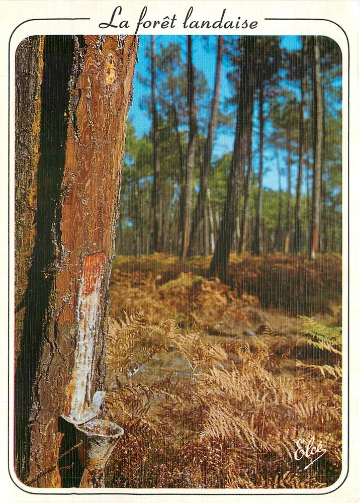 A floresta landaise — saída de resina de pinheiro — Élce, n° 6568 - Frente