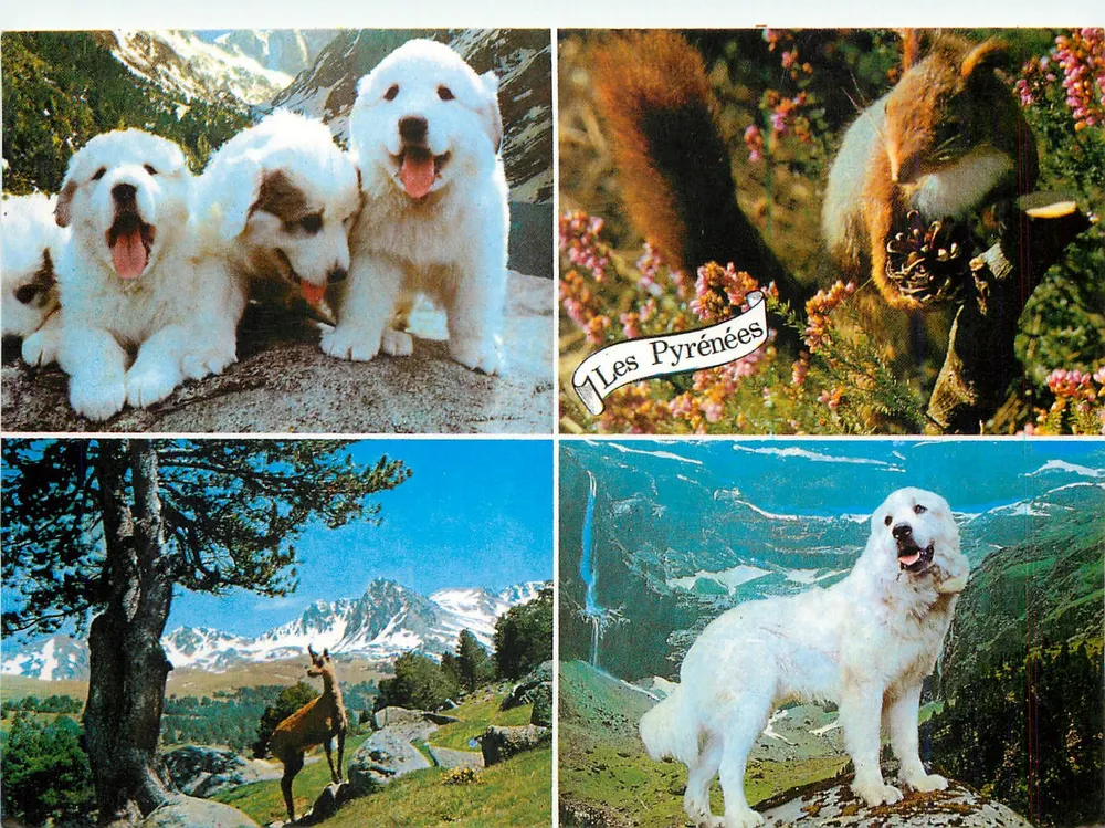 Os Pirineus — cães, esquilo, cabra-cascudo, paisagem — A. Doucet e Filhos, N° 325 E - Frente