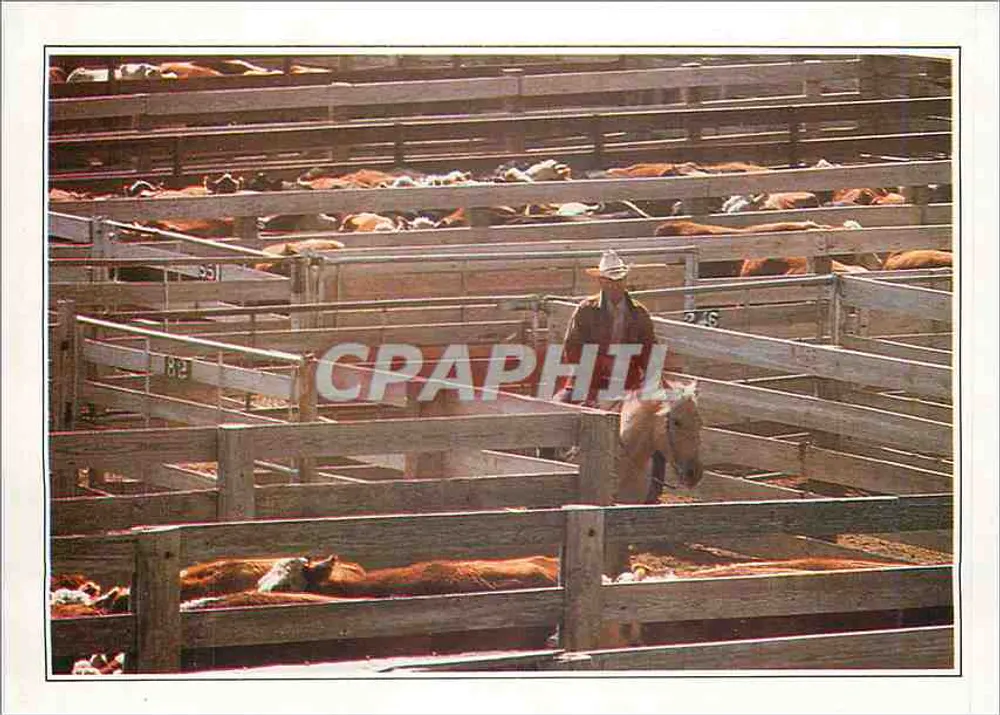 अमेरिलो। कॉरल में गोल्ड के झुंड — टेक्सास में घनी खेती — प्रकाशक: एडिटियन सरपेट एंड ए. पी. आर. (यूएसए-XXV-A1) - आगे