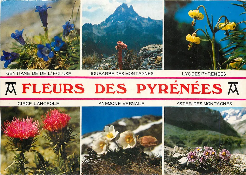 Flores dos Pirineus — Coleção de Arte Pirineu, n° K.762 — Edições de Arte Pirineu - Frente