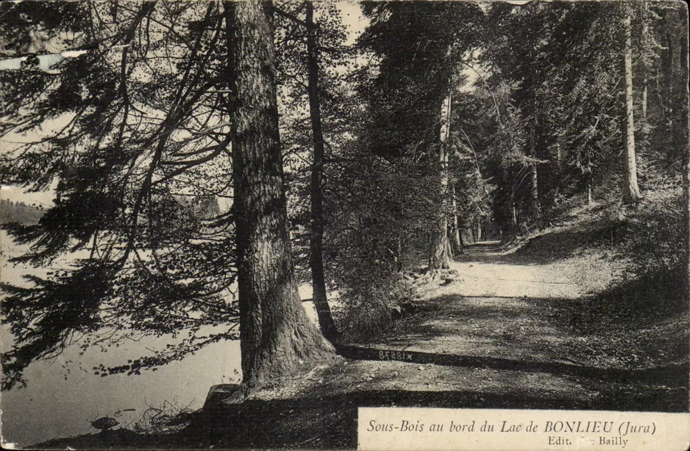 Waldunterwuchs am Ufer des Sees BONLIEU (Jura) — Verlag Bailly - Vorderseite