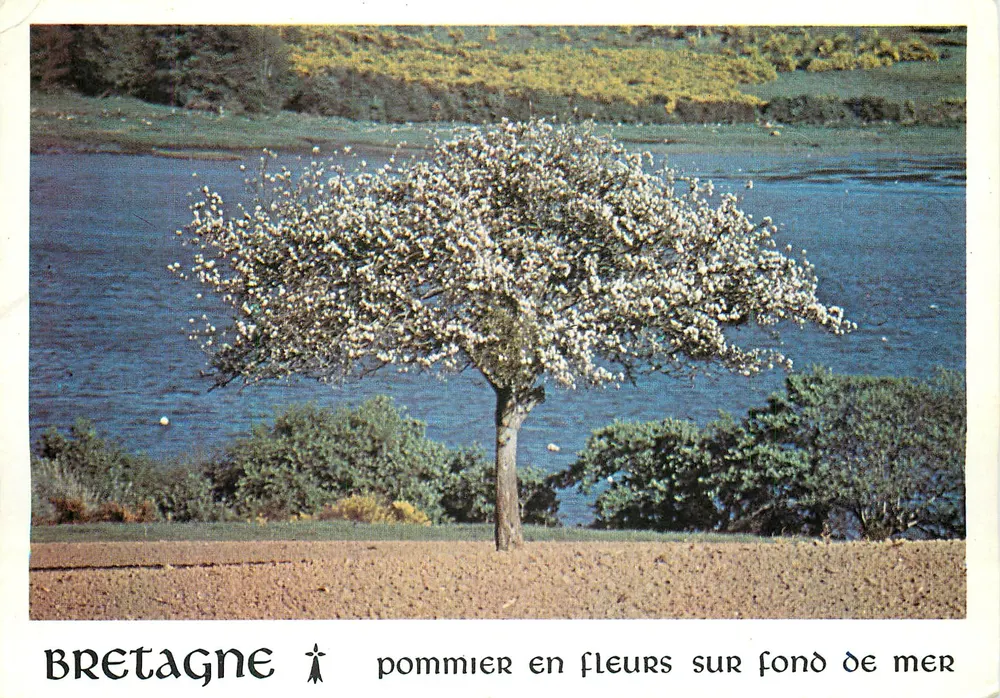Bretagne — pommier en fleurs sur fond de mer — Studio Lappartient - Recto