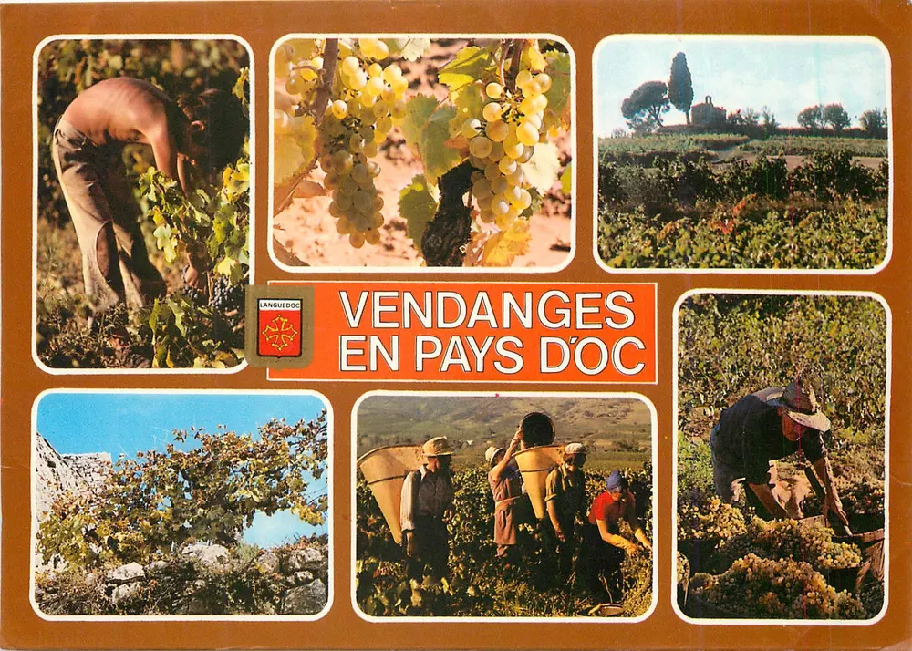 Ernte im Pays d'Oc — Languedoc — Éditions DINO - Vorderseite