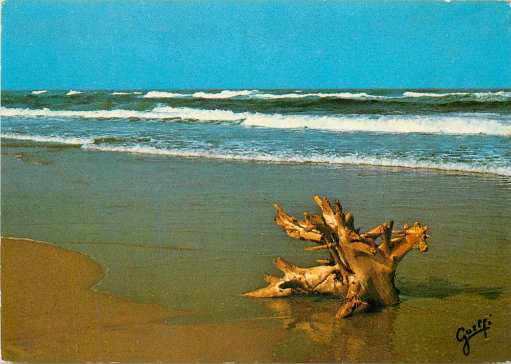 Praia com tronco de árvore — Oceano — Guelfi, n°39/1416 - Frente