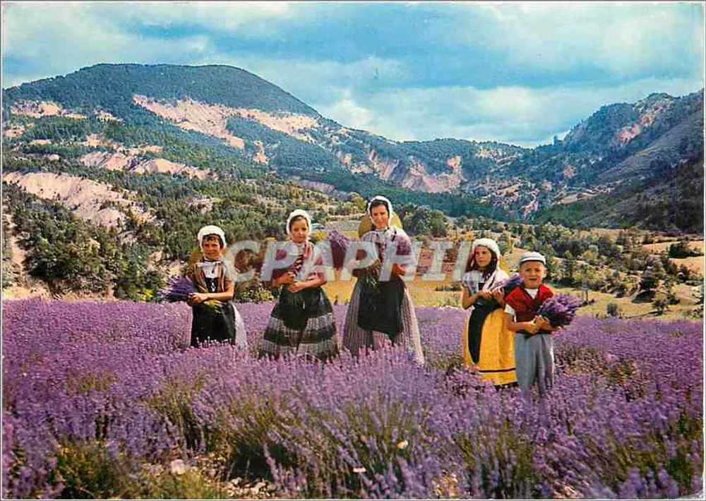 लवंडर की खेती - लेज़ एंचंटेड, वार - एडीशन मार - आगे