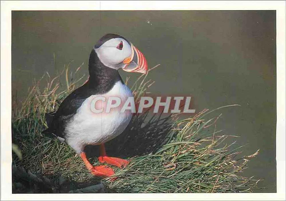 Puffin — sobre um terreno gramado — As 7 Ilhas em Vedettes, Perros-Guirec - Frente