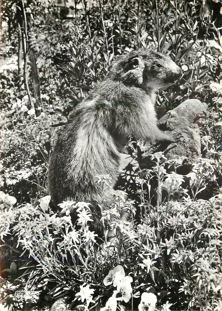 The Marmot — ANIMALS OF THE ALPS — Photedit, Grenoble - Front