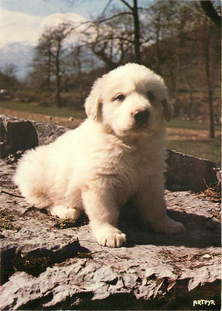 Pyrénées Puppy — 1 month — Editions d'ARTPYR - Front