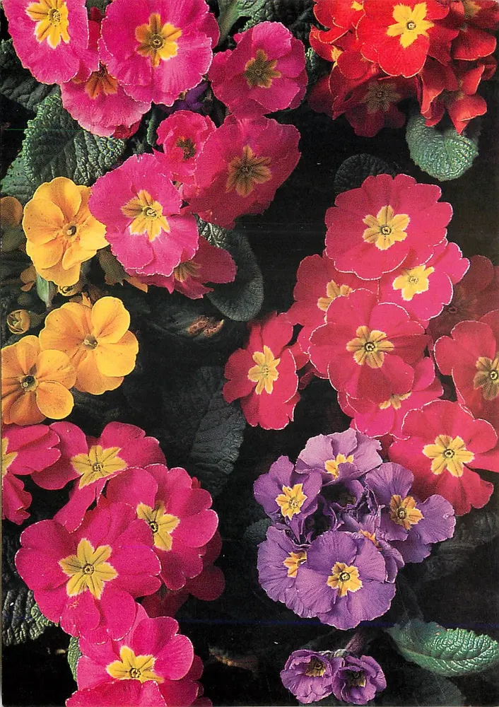 Flores de primavera multicoloridas, número de série 4008 - Frente