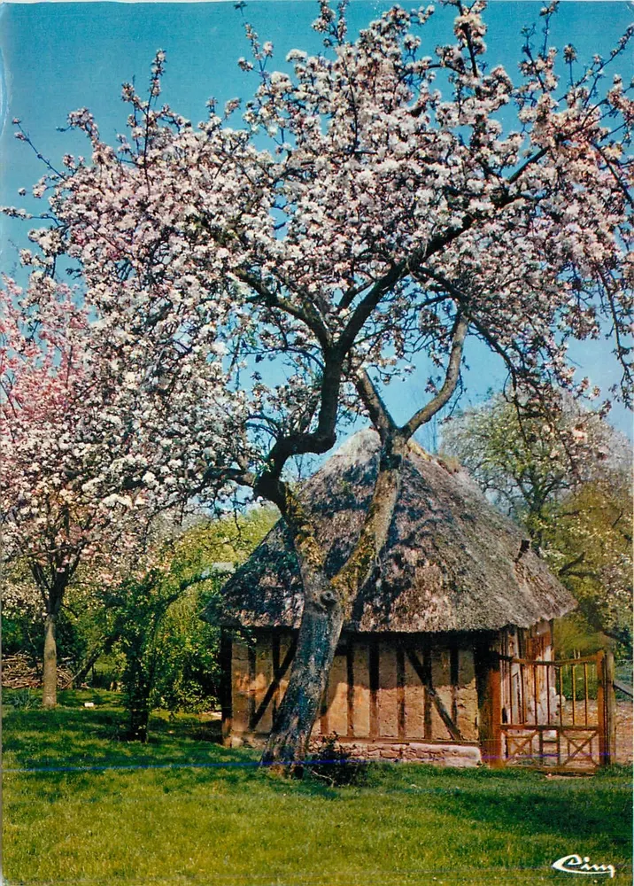 Appelbomen in bloei — Mijn Normandië — Foto Frénel - Voorkant