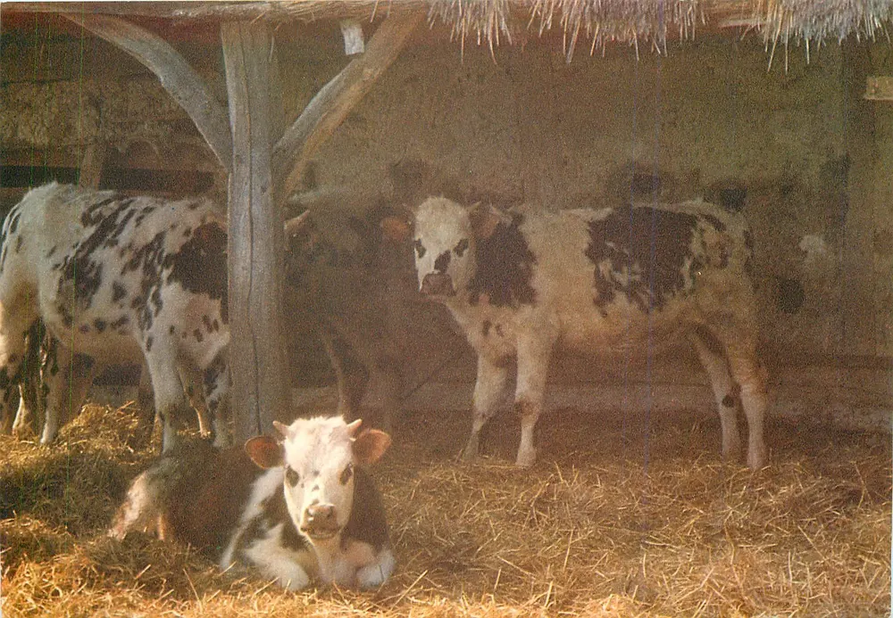 Vacas e bezerros em uma granja — edição Nicole Mireur, referência 14 M/R - N.6 - Frente