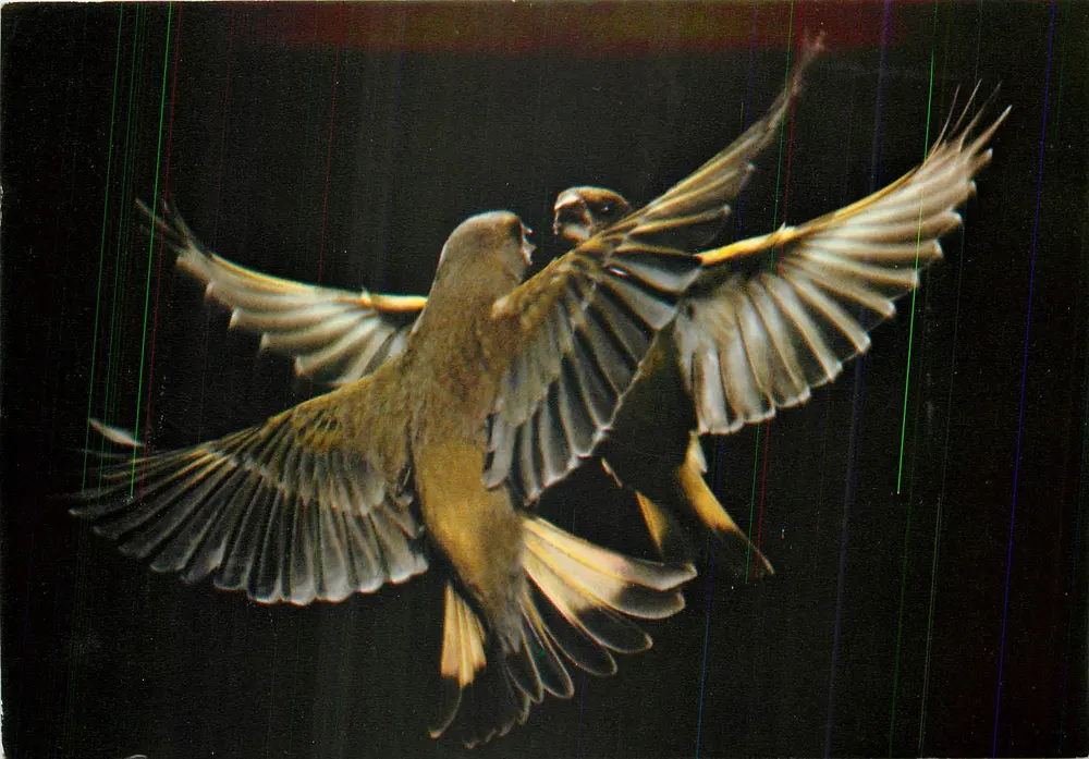 Zwei Vögel im Flug — Die Grünspanner: Duett im Flug — Editions Nicole MIREUR, ref. RF 0/286 - Vorderseite
