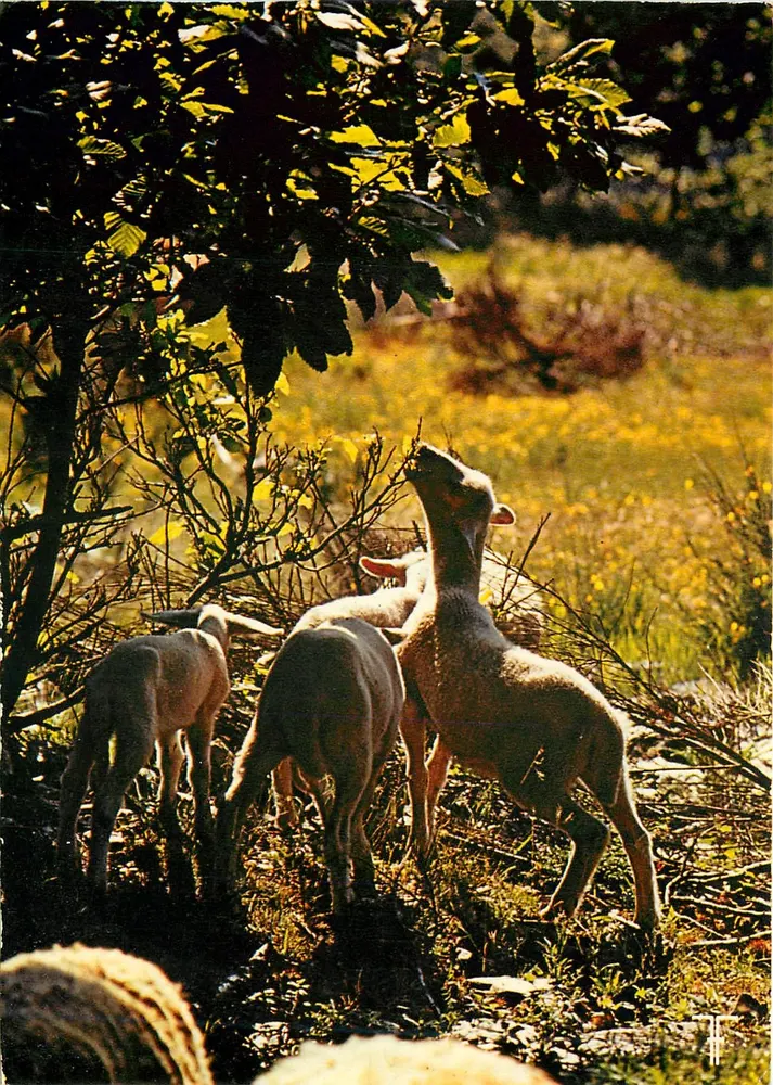 Agneau broutant des pousses de châtaigniers — Cévennes — Éditions des Septfonts de Laselle - Recto