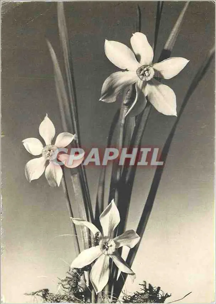 Narcisos — reprodução interior — Edições Pierre Tabaraz, Chamoux / Pythia S.A. - Frente