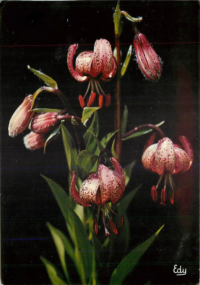 Lilium Martagon — Éditeur Edy — n° 0140 - Recto