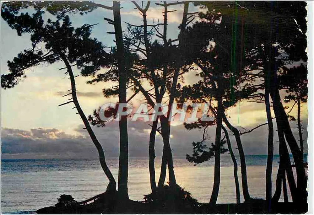 Zachód słońca wśród sosnowego lasu — Royan, Midi-Atlantycki — M. GIRAUD, Bordeaux - Awers