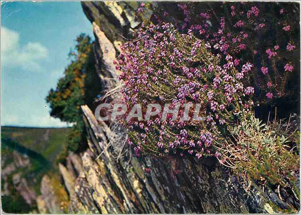 Heideblüte auf einer Klippe — Bretagne — Éditions du Gabiar - Vorderseite