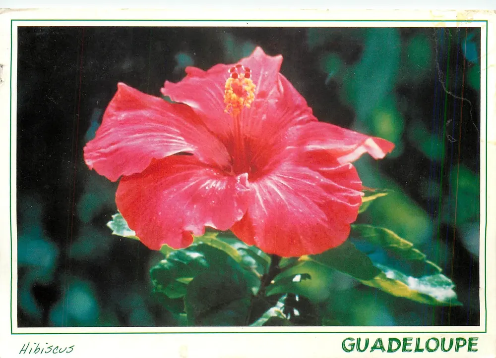 Hibiscus — Guadeloupe — éditeur inconnu, n° de série non visible - Recto