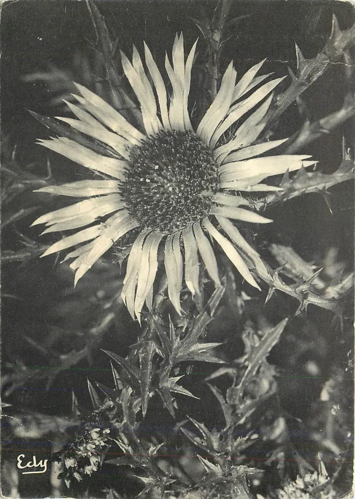 Der Silberdistel oder Carlina mit kurzer Stängel — 1908 — Éditions EDY, Chambery - Vorderseite