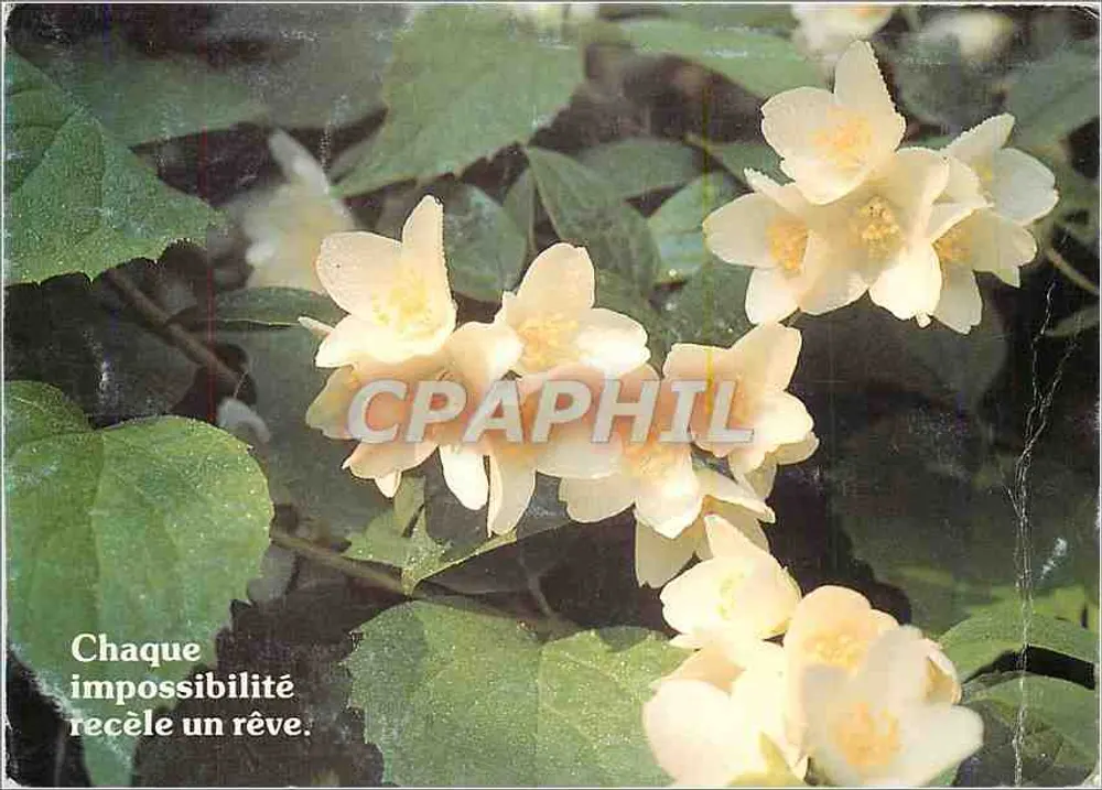 Flores de jasmim — Cada impossibilidade encerra um sonho — Houtland, Bruges - Frente