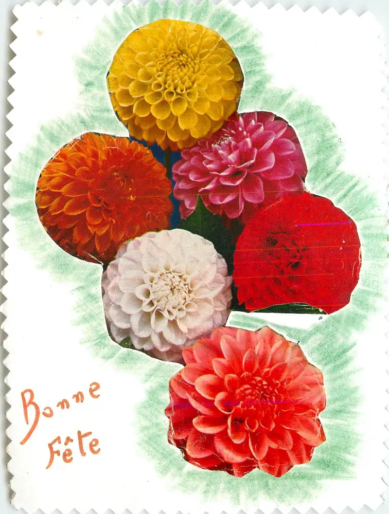 Flores de dália — Boa Festa — 01/10 - Frente