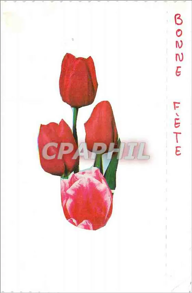Tulipes — bouquet de tulipes rouges et roses — éditeur non visible - Recto