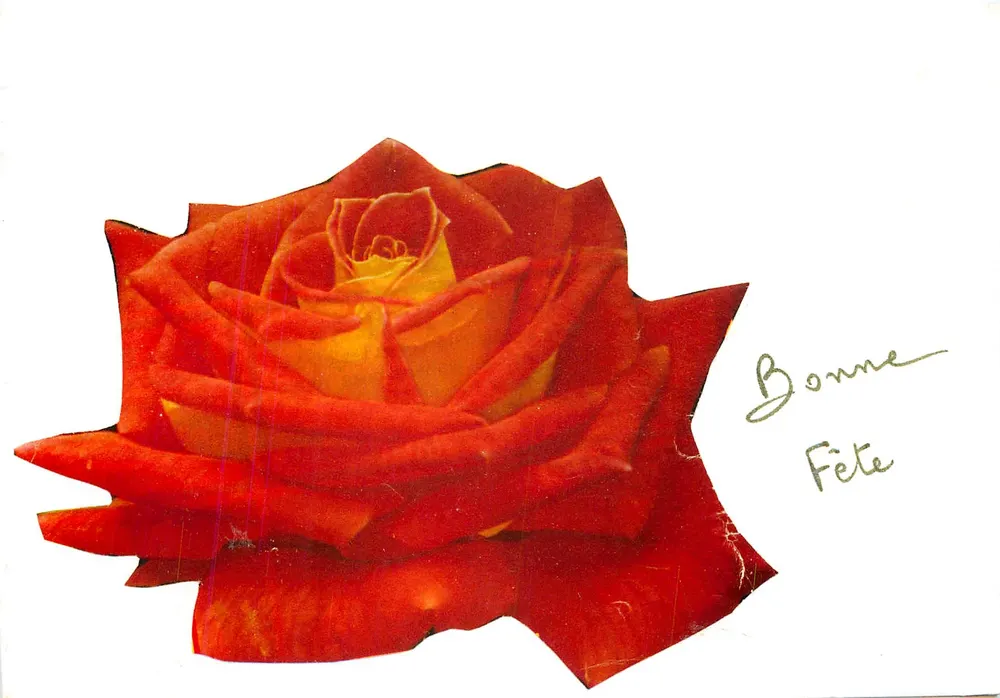 Rose rouge — fleur détaillée avec cœur jaune — éditeur CPAPHIL, n° 0/10 - Recto