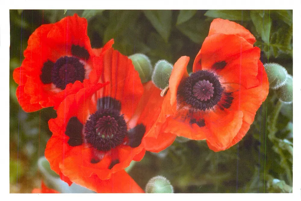 Poppies — czerwone kwiaty z czarnymi środkami — - Awers