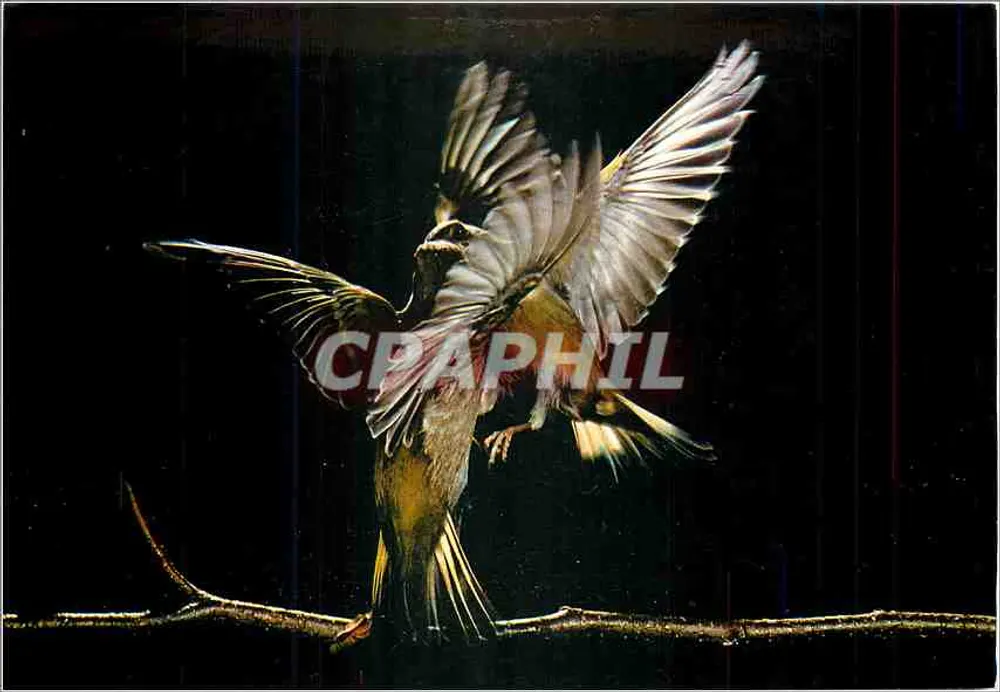 Les Oiseaux de Roland FIORILLO — Jeu d'Ailes — Éditions Nicole MIREUR, réf. RF 0/295 - Recto