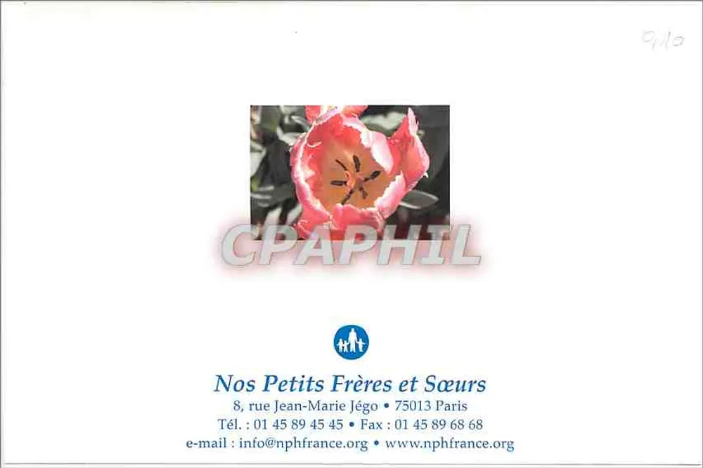 Tulipe rose — vue rapprochée - Verso