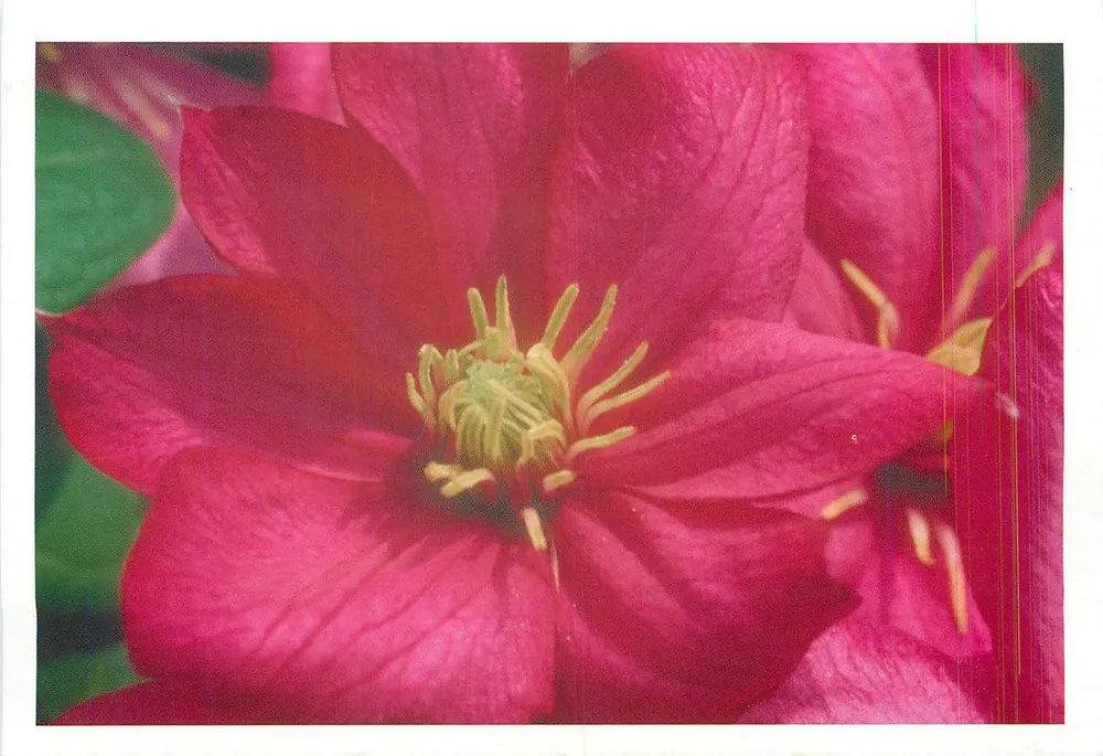 Flor de clematita — vista próxima - Frente