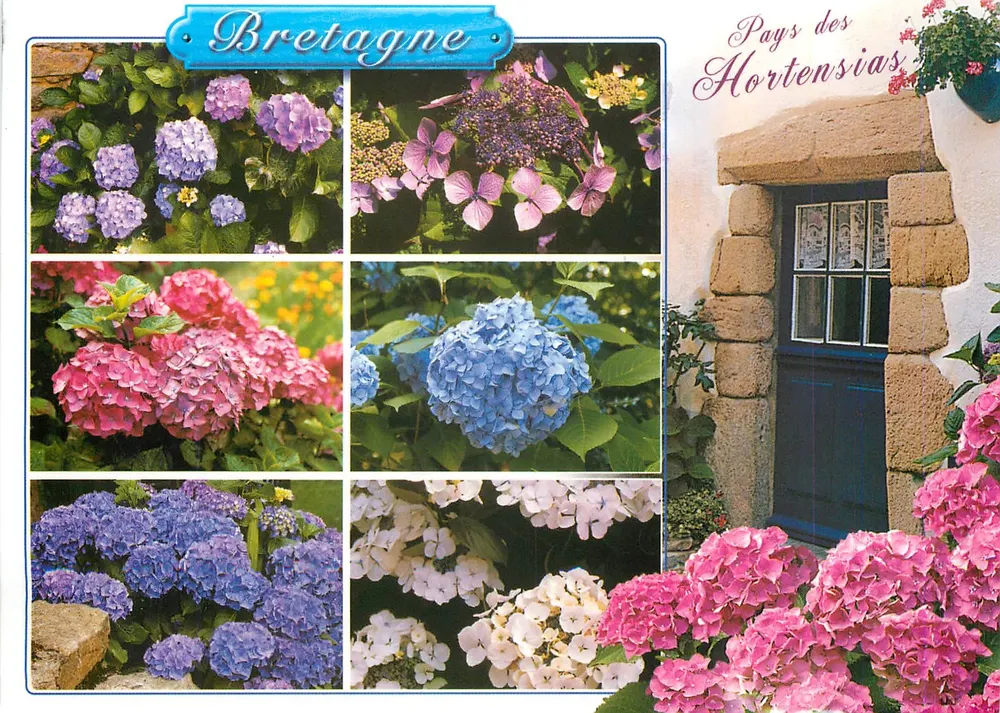 Bretanha — Terra dos Hortênsias — editor desconhecido, n° de série 9911820719 - Frente