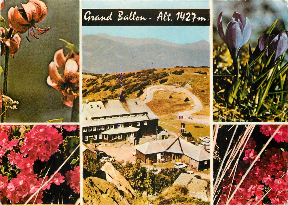 Grand Ballon - H. 1427m — Panoramablick und Blumen — Foto ANSEL - Vorderseite