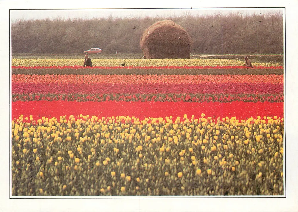 Holanda. Campos de flores — NEDERLAND III-A1 — Editor C.E. D. 495 03 01 - Frente