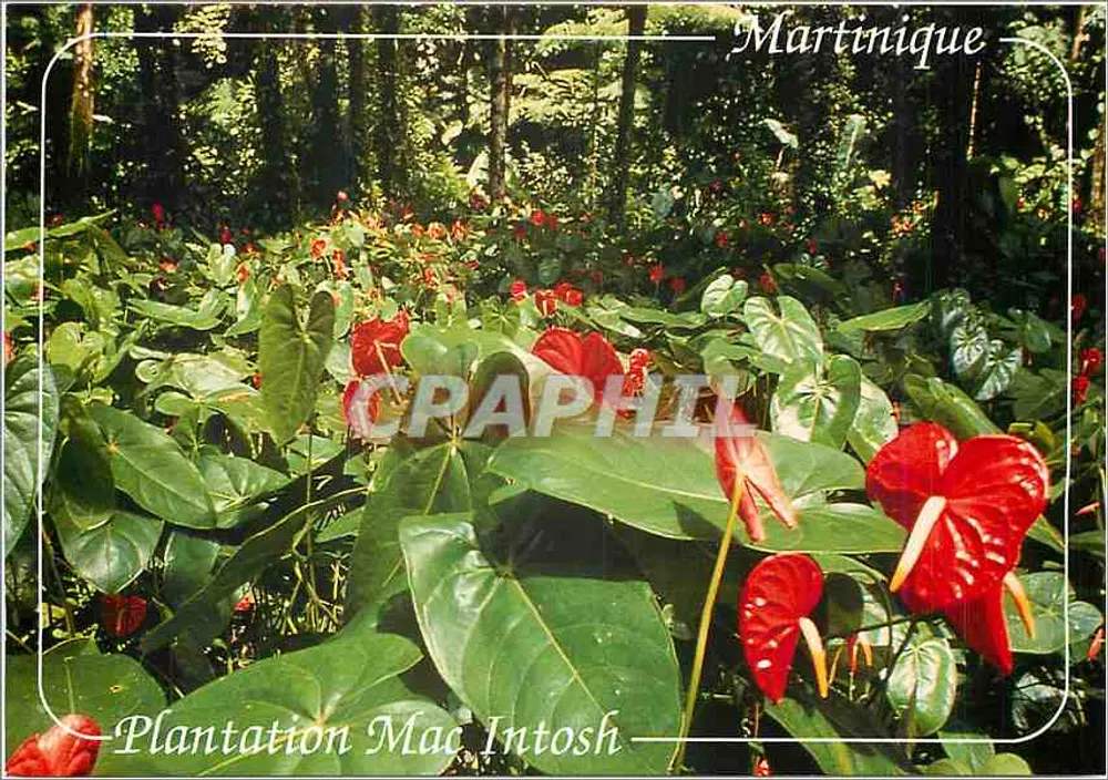 Plantation Mac Intosh — Martinica — Éditions André Exbrayat - Recto
